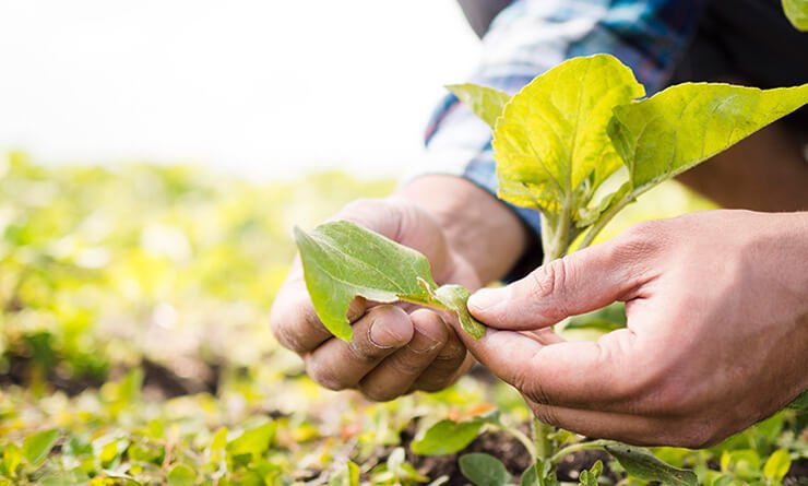 agriprimeindustries.kwacko.com